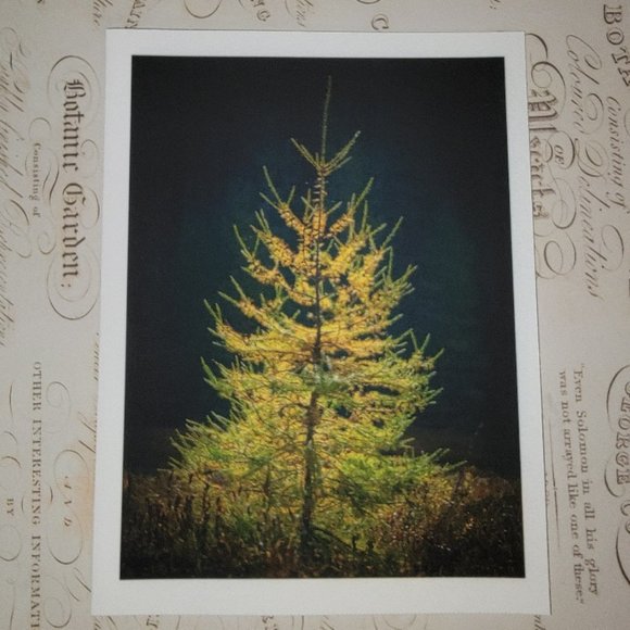 Packet of 8 Notecards - Adirondack Light 2 - Picture 9 of 12